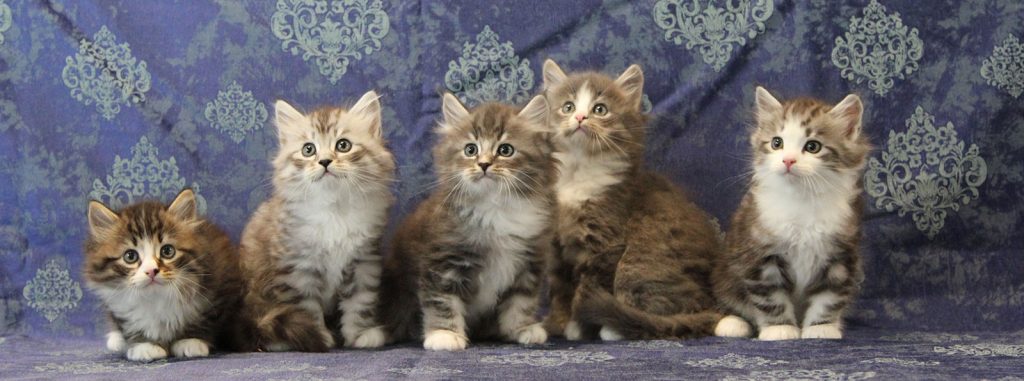 Artekatz Mantovani Litter