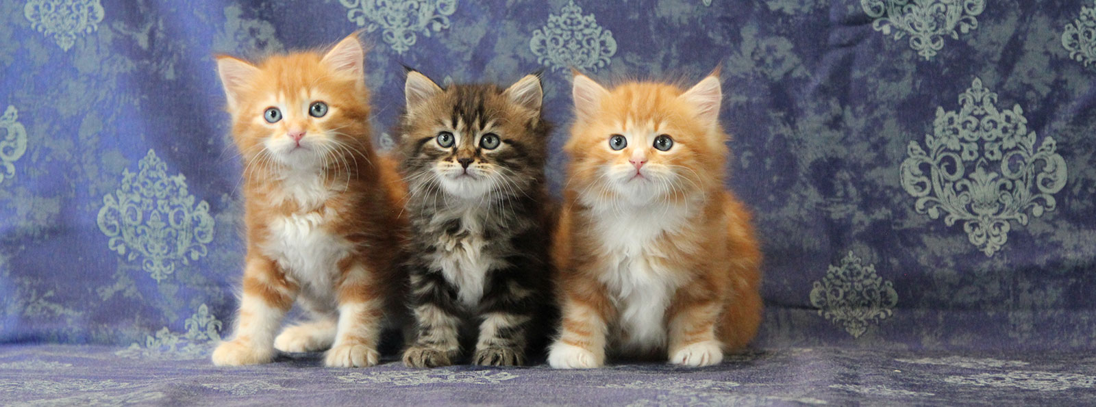 Artekatz Ninjago Litter