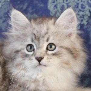 ArtéKatz Ohana Akela