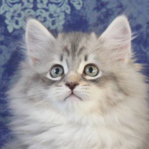 ArtéKatz Ohana Asha