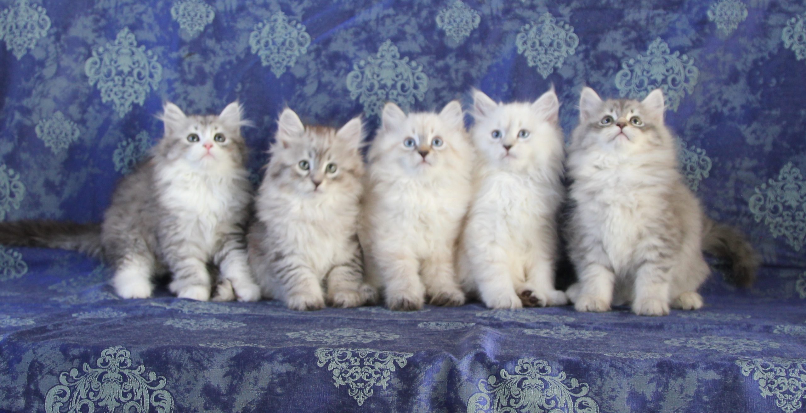 ArtéKatz Ohana Litter