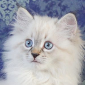 ArtéKatz Ohana Meeko
