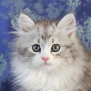 ArtéKatz Ohana Mulan
