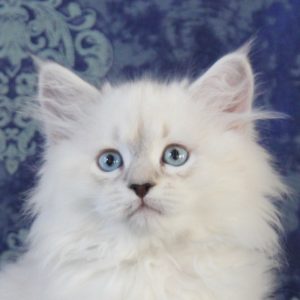 ArtéKatz Ohana Rafiki