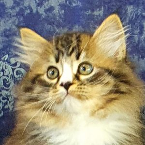 ArtéKatz Popsicle Delilah