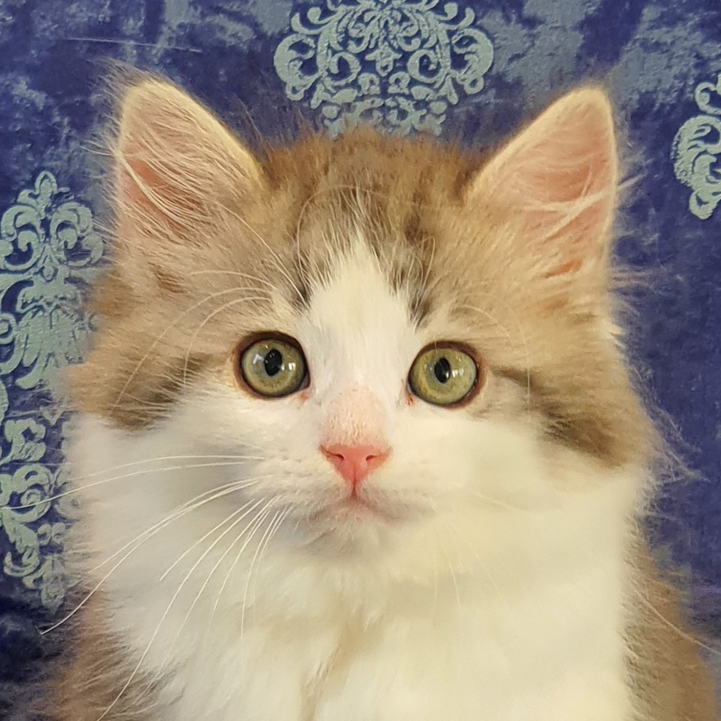 Miss Maple