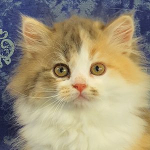 ArtéKatz Popsicle PeachMelba