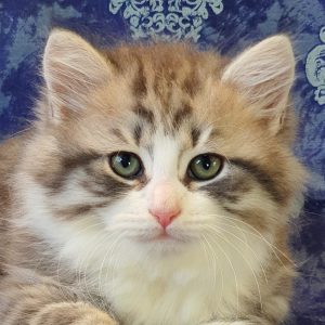 ArtéKatz Quivera Sherlock
