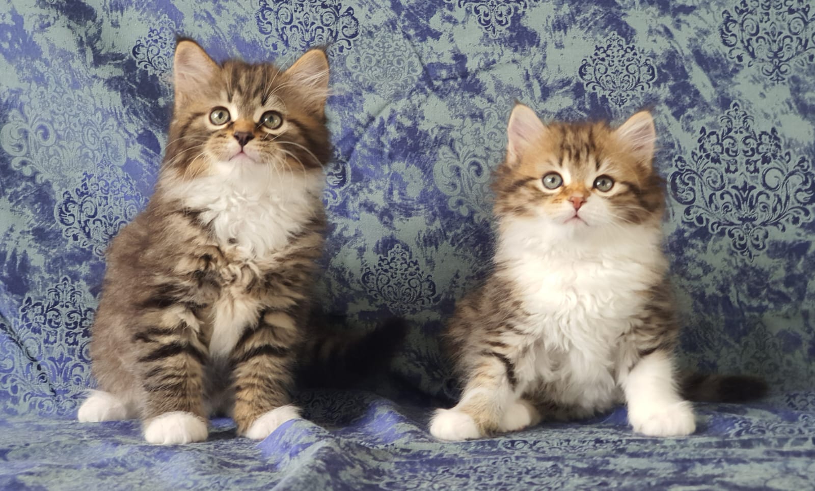 ArtéKatz Rockstar Litter