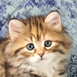 ArtéKatz Spotify Samba