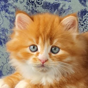 ArtéKatz Spotify Tango