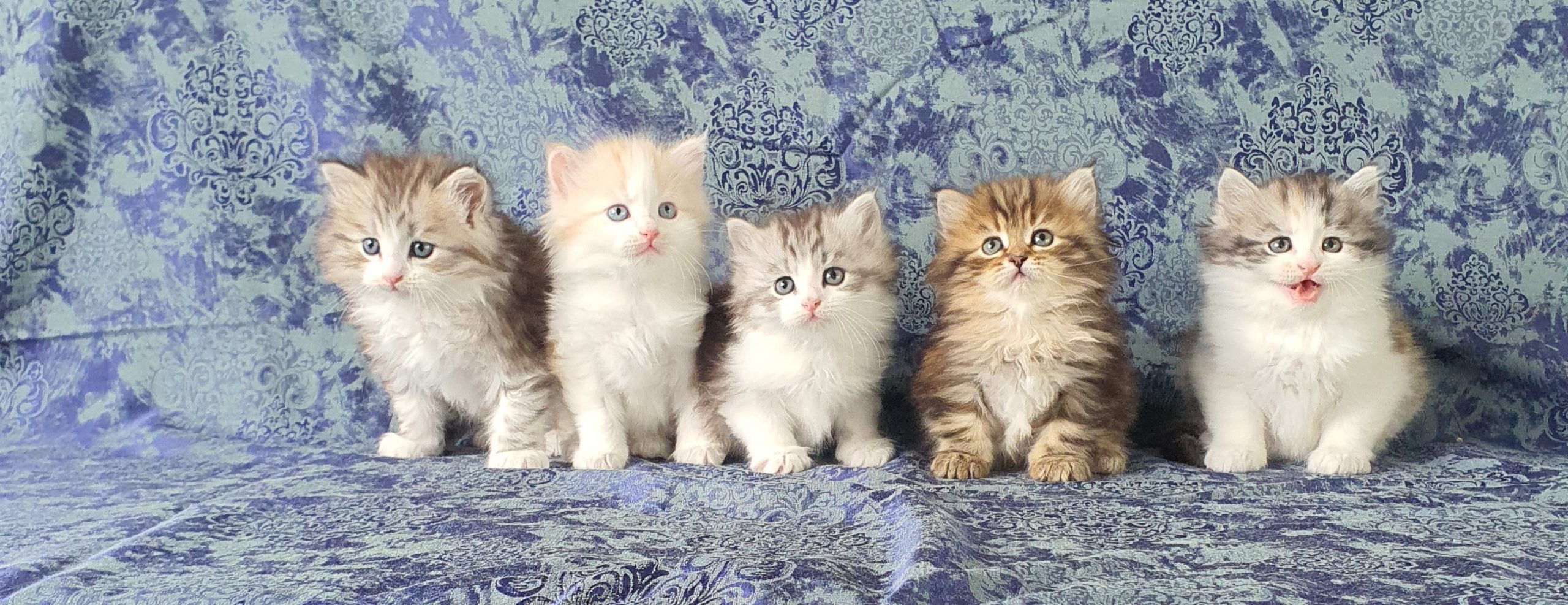 Twitter Litter