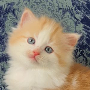 ArtéKatz Twitter Poe