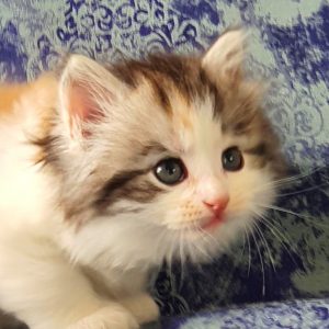 ArtéKatz Twitter Taylor Swift