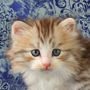 ArtéKatz Twitter Tolkien