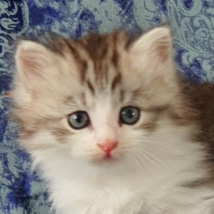 ArtéKatz Twitter Tolstoy