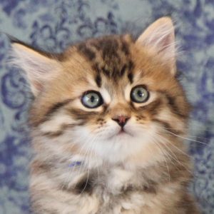 ArtéKatz UFO Otis