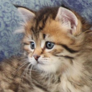 ArtéKatz Vitality Kappa