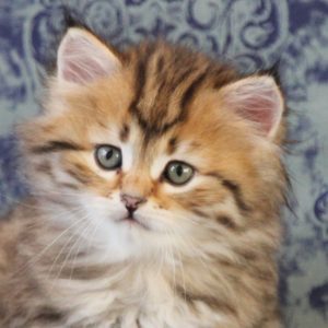 ArtéKatz Vitality ScallyWag