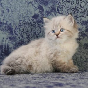 ArtéKatz Wildling Bramble
