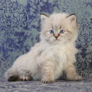 ArtéKatz Wildling SnapDragon