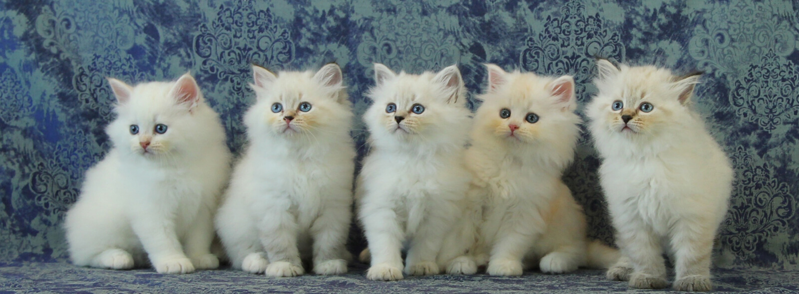 ARTéKATZ QUANTUM